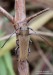 tesařík (Brouci), Phytoecia cephalotes, Küster 1846, Cerambycidae (Coleoptera)